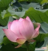 探寻令箭荷花的情感与象征 令箭荷花的花语与寓意