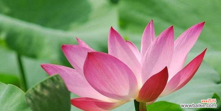 唤醒心灵的荷花之美 荷花的含义和象征意义
