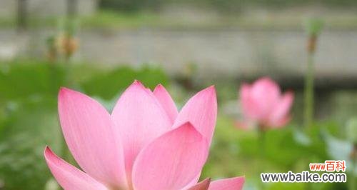 唤醒心灵的荷花之美 荷花的含义和象征意义
