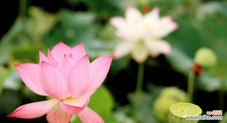 荷花的象征意义及传承于中华文化之美 荷花的象征意义与美丽之花