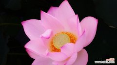 荷花的象征意义及传承于中华文化之美 荷花的象征意义与美丽之花