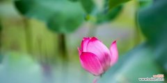 探寻荷花所代表的文化内涵与精神境界 荷花的象征意义与美学价值