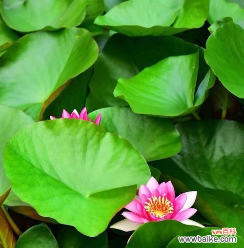 探寻荷花所代表的文化内涵与精神境界 荷花的象征意义与美学价值