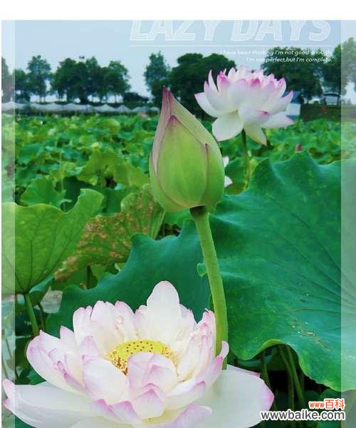 荷花的象征意义及寓意 荷花