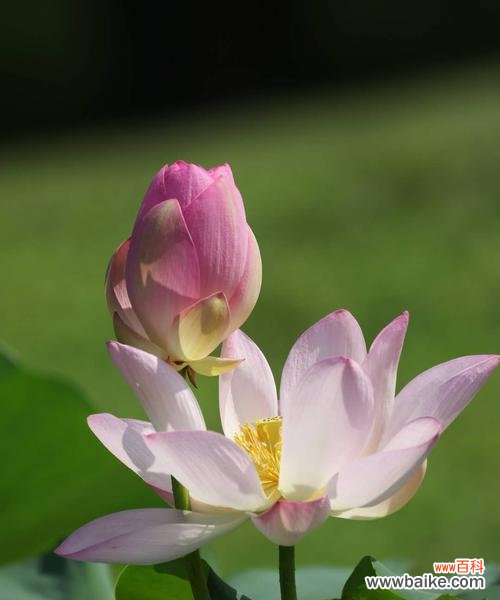 荷花的象征意义及寓意 荷花
