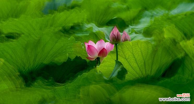 荷花——纯洁与坚韧的象征 荷花的特点与象征意义