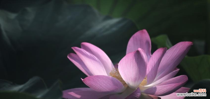 荷花——纯洁与坚韧的象征 荷花的特点与象征意义