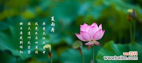 荷花——纯洁与坚韧的象征 荷花的特点与象征意义