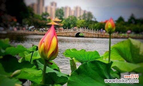 探寻荷花的花语及其象征意义 荷花花语