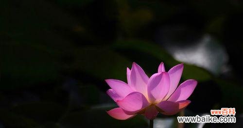 深入解读令箭荷花的花语和象征意义 以令箭荷花的花语为主题的文章