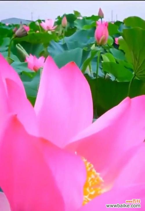 水乡之美，修身养性的象征 荷花的代表意义