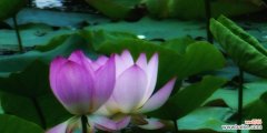水乡之美，修身养性的象征 荷花的代表意义