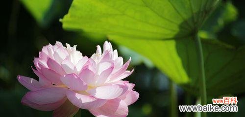 神奇的花朵，展现着不同的生命哲理 牡丹与荷花