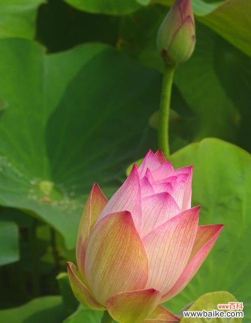 神奇的花朵，展现着不同的生命哲理 牡丹与荷花