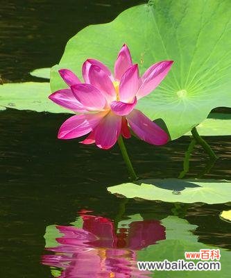 神奇的花朵，展现着不同的生命哲理 牡丹与荷花