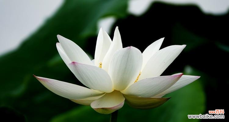 探寻荷花的寓意与传说 荷花的象征意义