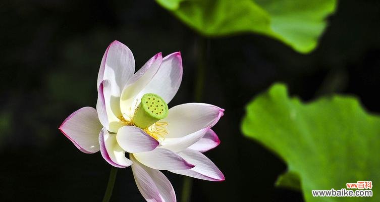 探寻荷花的寓意与传说 荷花的象征意义