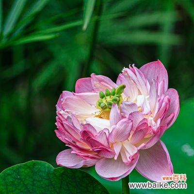 探寻荷花的寓意与传说 荷花的象征意义