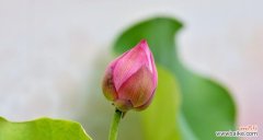 揭秘荷花所代表的精神与美学 荷花的象征意义