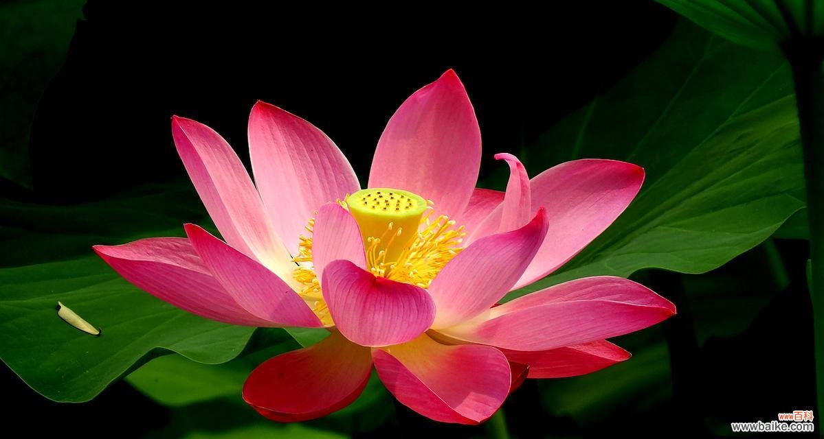 探索荷花的寓意和魅力，感受大自然的奇妙创造 荷花的象征意义及美丽魅力