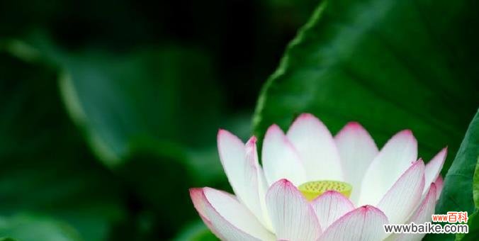 探索荷花的寓意和魅力，感受大自然的奇妙创造 荷花的象征意义及美丽魅力