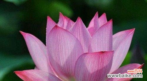 探索荷花的寓意和魅力，感受大自然的奇妙创造 荷花的象征意义及美丽魅力