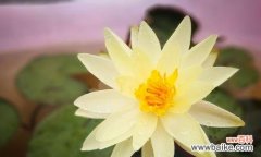 水中的圣洁之花，荷花传递的深意 荷花的花语与象征意义