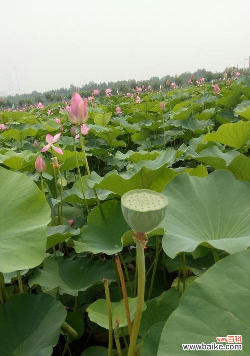 荷花与高尚美德的联结，探寻不同人物类型的象征 荷花的象征意义与对应人物类型