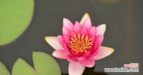 荷花与高尚美德的联结，探寻不同人物类型的象征 荷花的象征意义与对应人物类型