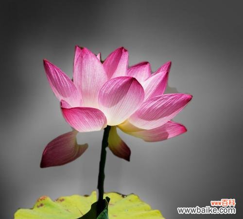 荷花与高尚美德的联结，探寻不同人物类型的象征 荷花的象征意义与对应人物类型