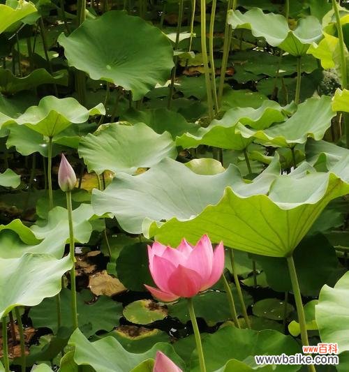 探寻荷花象征的人的品质之美 荷花的品质之美