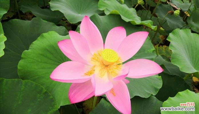 探寻荷花象征的人的品质之美 荷花的品质之美