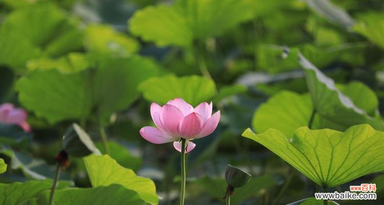 探寻荷花象征的人的品质之美 荷花的品质之美