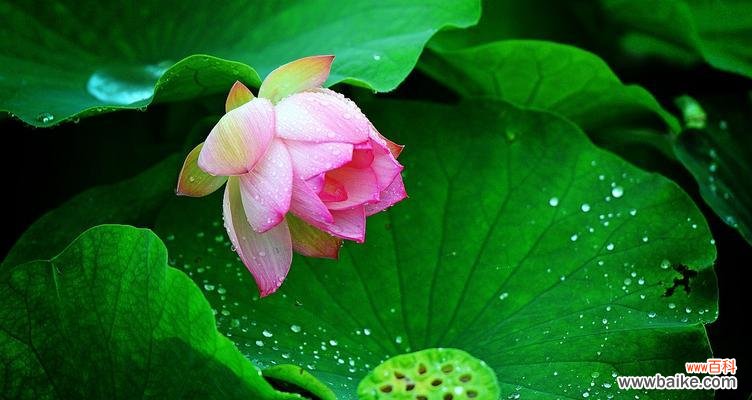 探寻荷花的精神内涵 荷花的精神之旅