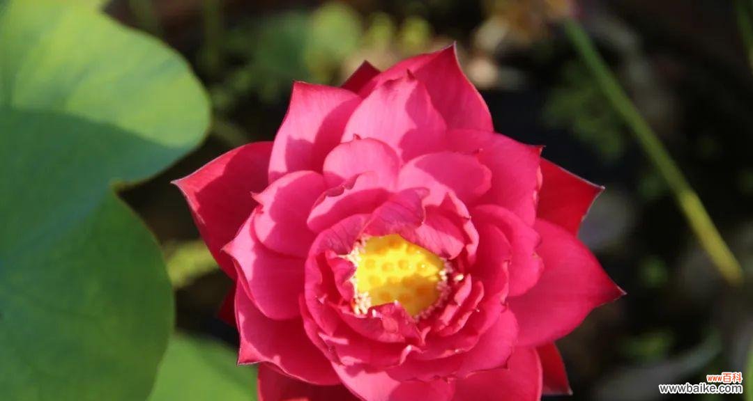 探寻荷花的精神内涵 荷花的精神之旅