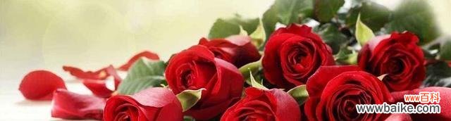 19朵玫瑰的含义及传说
