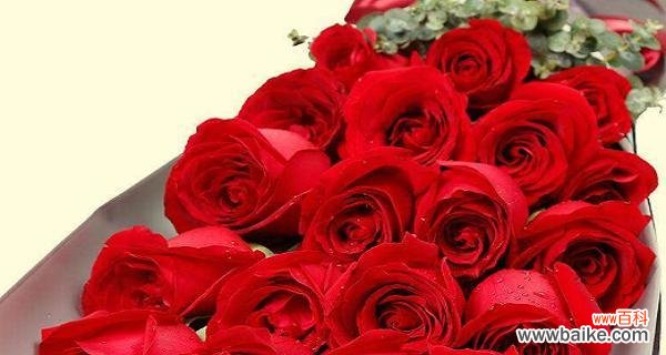 玫瑰花语解读 19朵玫瑰的含义