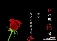 探究玫瑰花语的深层含义与传承 玫瑰花语之十九朵玫瑰的含义