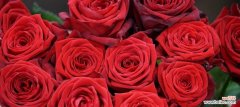 透过19朵玫瑰花解读爱情的深浅和情感的丰富 19朵玫瑰花的花语