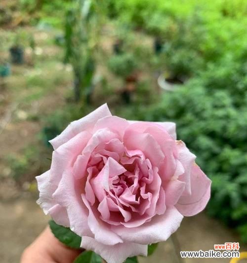 粉色树花代表什么意义？粉色花语有哪些？