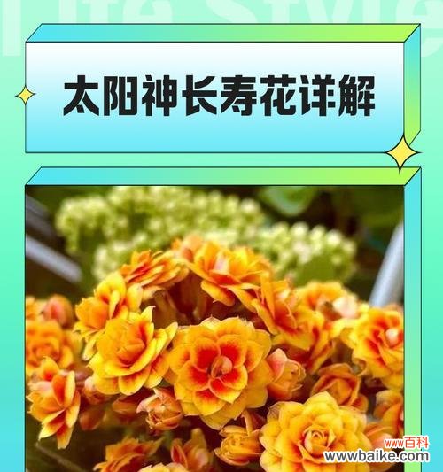长寿花有哪些别称？它们的含义是什么？
