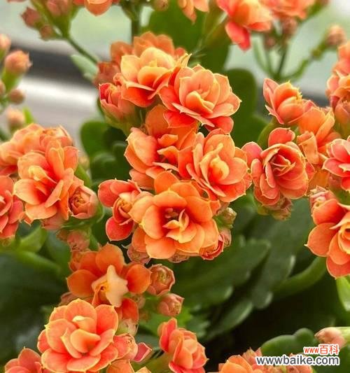 长寿花有哪些别称？它们的含义是什么？