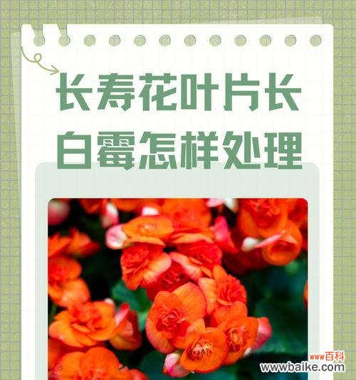 长寿花有哪些别称？它们的含义是什么？