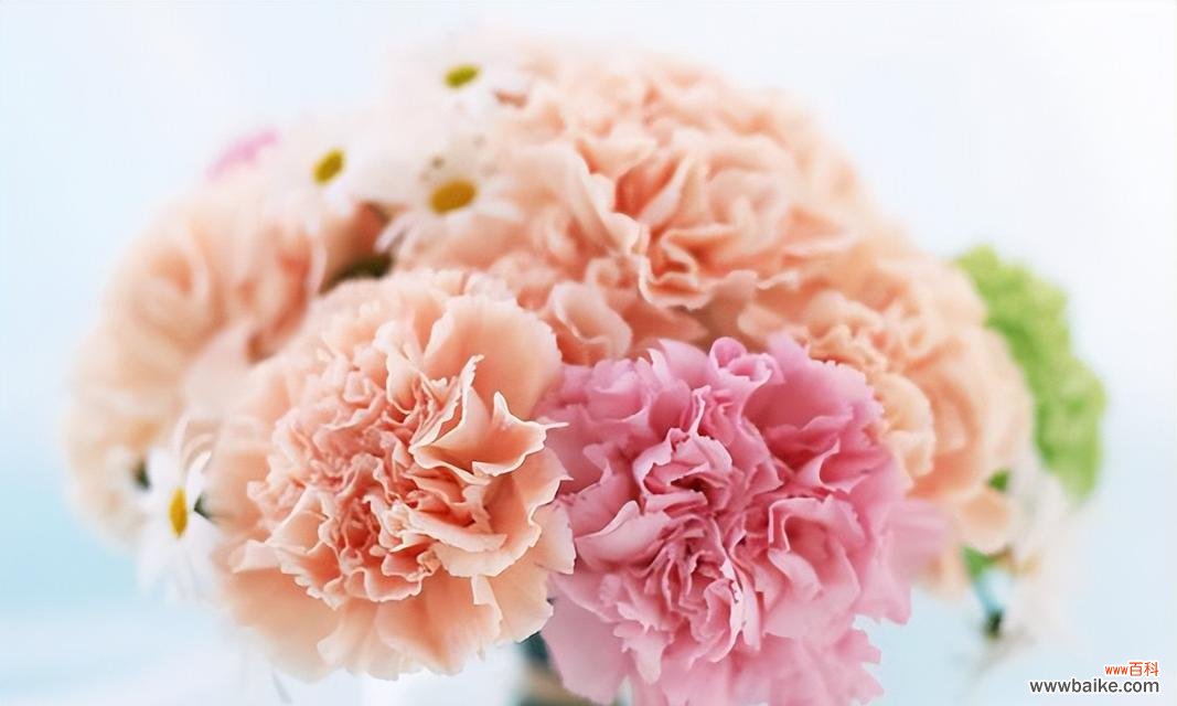 21朵粉色花代表什么?送花时应注意什么?