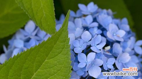 蓝色绣球花为何寓意背叛？
