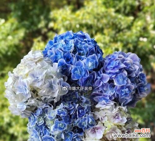 蓝色绣球花为何寓意背叛？