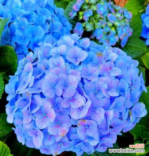 蓝色绣球花为何寓意背叛？