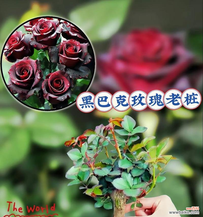 花语如何表达浪漫?浪漫的花语有哪些?