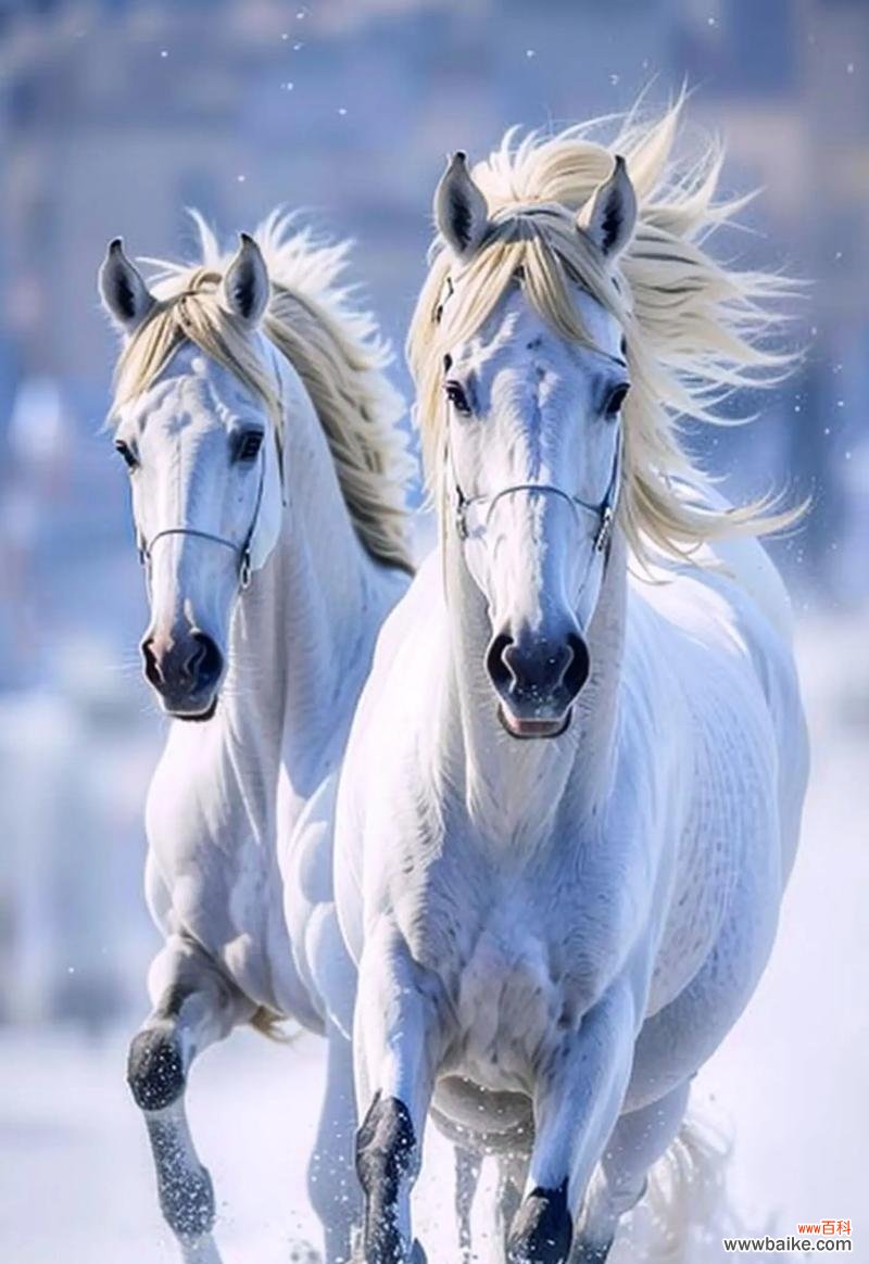 哪种花象征着马到成功？