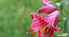 粉色白百合花的寓意是什么？粉色白百合花代表什么？